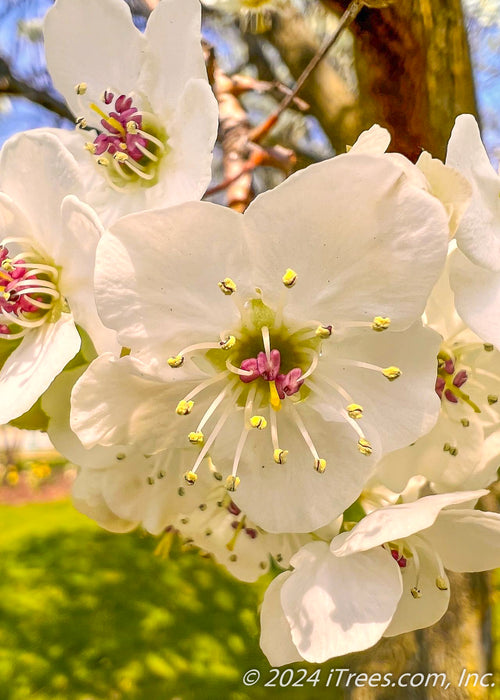 Closeup of a crisp white flower, with rounded petals, and pink centers.