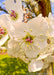 Closeup of a crisp white flower, with rounded petals, and pink centers.