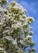 Closeup view of underside of branches showing small white flowers and tiny newly emerged green leaves.