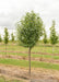 A single Trinity Ornamental Pear with green leaves.