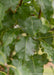 Closeup of shiny dark green leaves.