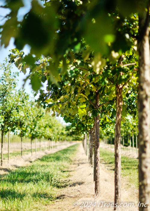 Closeup of a row of Swamp White Oak at the nursery zoomed in on trunks and lower canopy of green leaves.