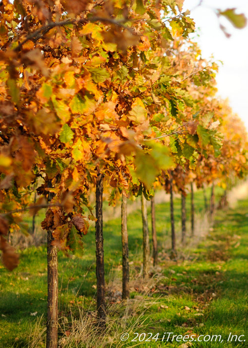 Closeup of a row of Swamp White Oak in fall at the nursery, view of lower canopy and trunks.