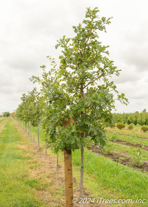 Swamp White Oak at the nursery with a ruler standing next to it to show its canopy height of about 5 ft.