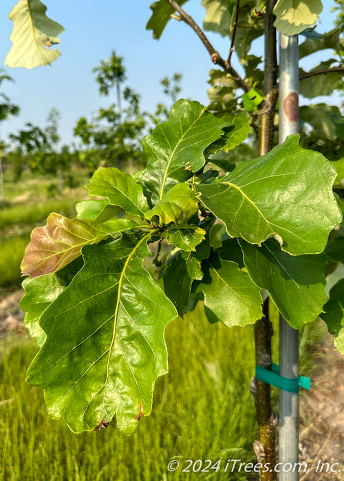 Closeup of newly emerged large green leaves with a red tinge.