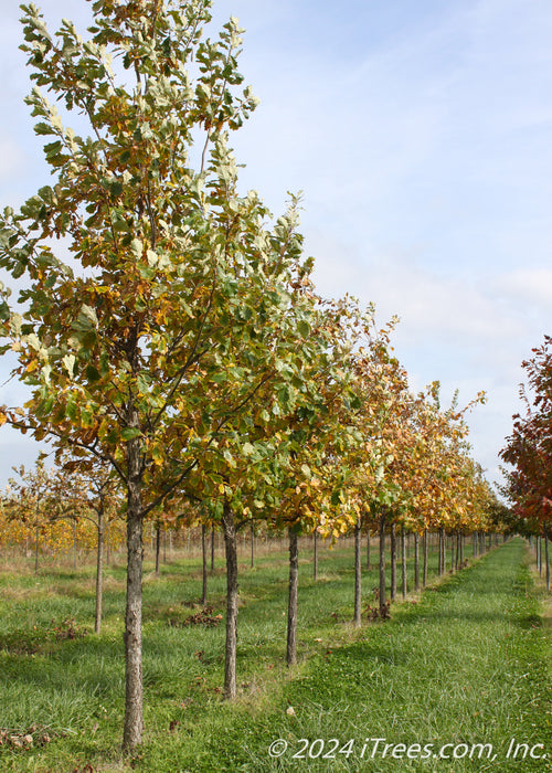 A row of Swamp White Oak at the nursery in fall with changing fall color from green to yellow.