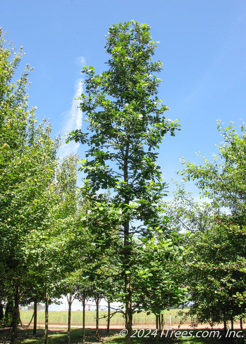 Urban Pinnacle Oak with upright narrow open branching with green leaves.