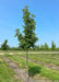 Urban Pinnacle Oak at the nursery with green leaves.