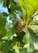 Closeup of small acorn with a frilly husk, and green leaves with yellow stems and veins.