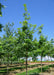 Urban Pinnacle Oak in a nursery row with green leaves.