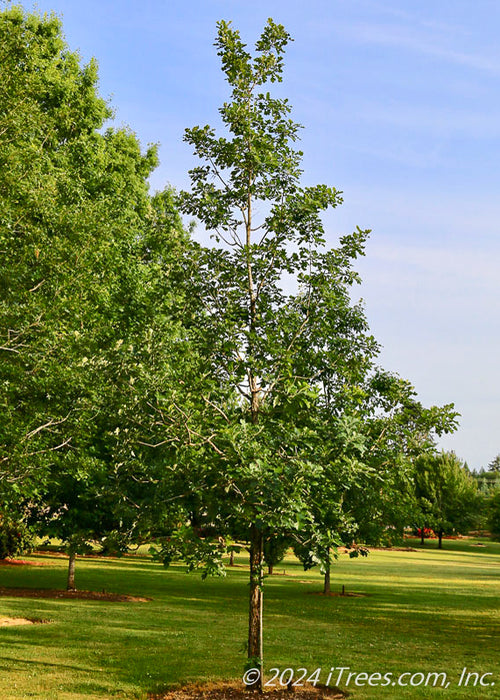 Urban Pinnacle Oak planted in an open area.