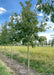 Chinkapin Oak in a nursery row with green leaves.