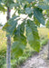 Closeup of the end of a branch with dark green leaves showing the sun filtering through.