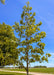 Closeup of a newly planted Chinkapin Oak's green canopy.