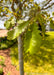 Closeup of a newly planted Chinkapin Oak's bright green leaves.