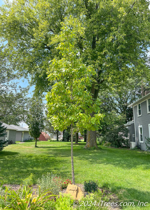 Newly planted Chinkapin Oak fully leafed out with bright green leaves.