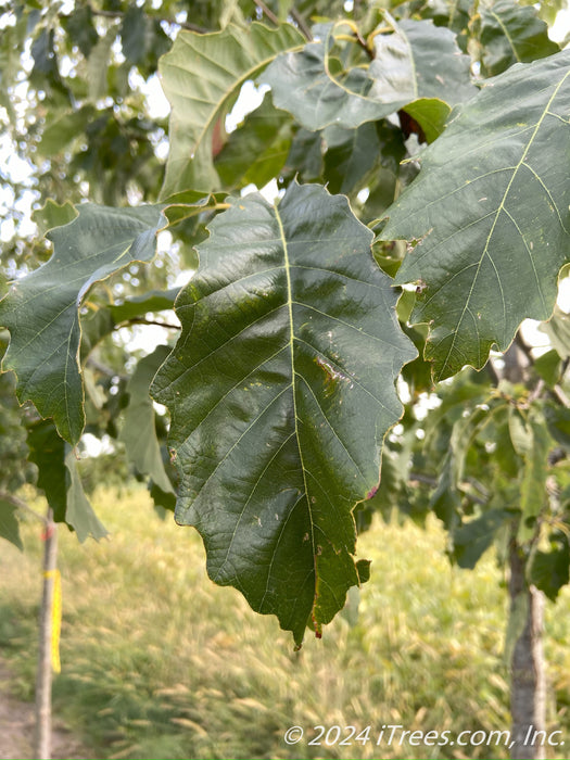 Closeup of dark green shiny leaf.