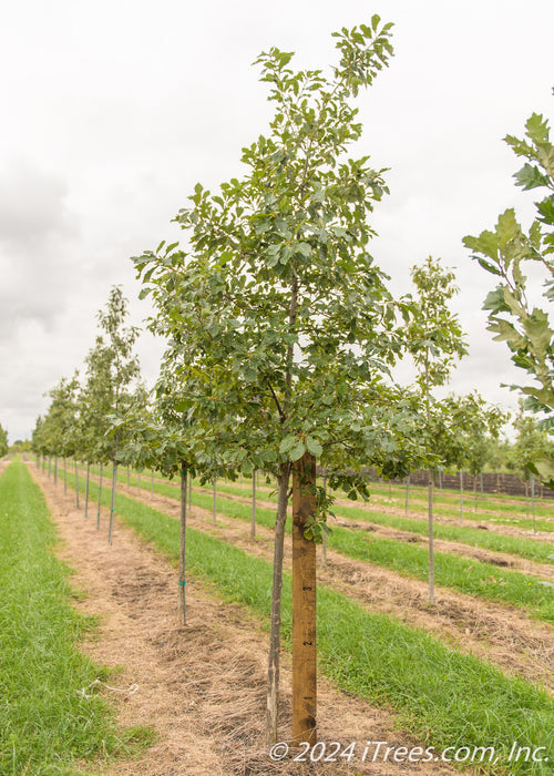 Chinkapin Oak with a large ruler standing next to it to show its height.