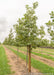 Chinkapin Oak with a large ruler standing next to it to show its height.