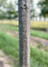 Closeup of a smooth grey trunk.