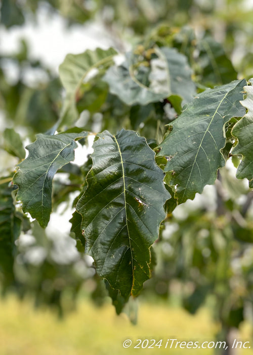 Closeup of dark, shiny green leaf with narrowly toothed edges.