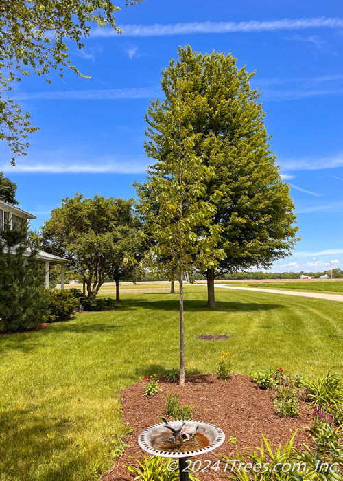 Newly planted Chinkapin Oak in a front yard landscape bed with green leaves.