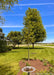 Newly planted Chinkapin Oak in a front yard landscape bed with green leaves.