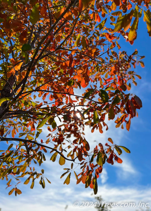 View of the underside of the top of a Chinkapin Oak in fall showing an array of tones from green, yellow, brown to rusty red.