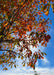 View of the underside of the top of a Chinkapin Oak in fall showing an array of tones from green, yellow, brown to rusty red.