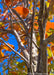 Closeup of the upper inner branching showing changing fall color with colors ranging from green, yellow to red.