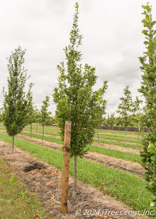 Streetspire Oak growing at the nursery with a ruler leaning against it to show its canopy height measured at about 3 ft.