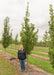 Streetspire Oak growing at the nursery with a person standing next to it.