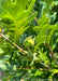 Closeup of newly emerged green acorn and green leaves.