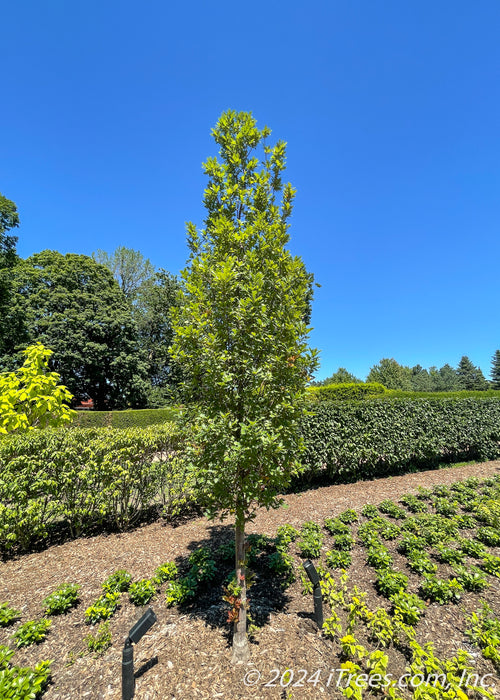 A newly planted Streetspire Oak in a garden area with green leaves and upward sweeping branching.