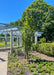 A newly planted Streetspire Oak in a garden area with green leaves and upward sweeping branching.