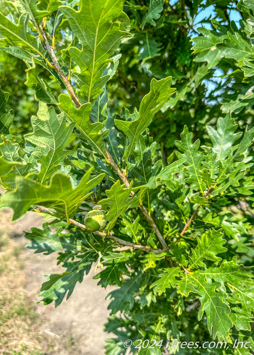 Closeup of outer branching coated in green leaves and newly emerged acorns.