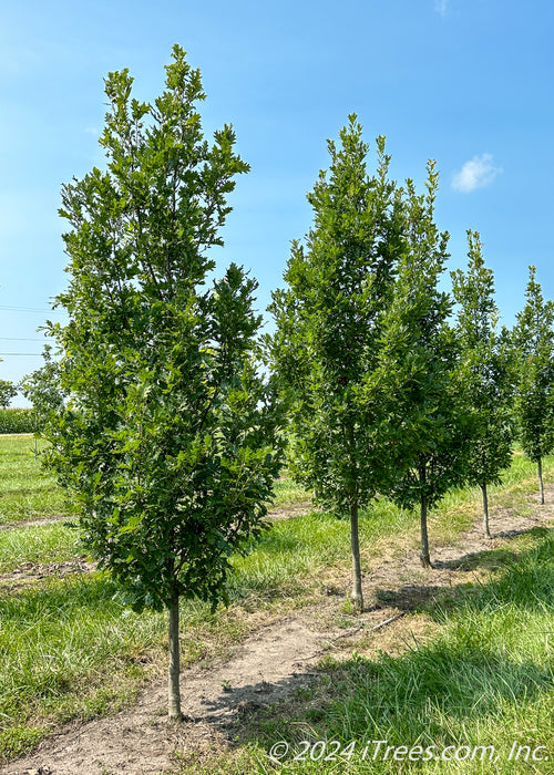 A row of Streetspire Oak with green leaves growing at the nursery.