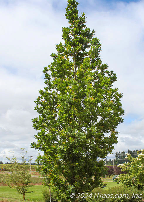 Streetspire Oak with green leaves.