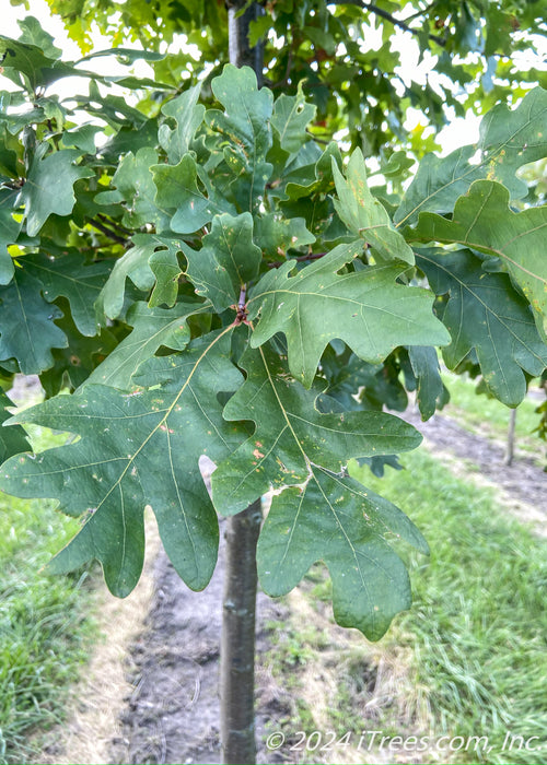 Closeup of green leaves.