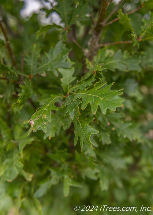 Closeup of small green leaves.