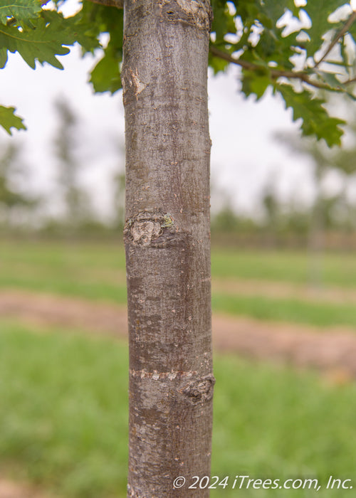 Closeup of smooth trunk.