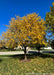 Clump form redbud with a full canopy of yellow fall leaves.