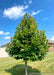 A newly planted Redmond Linden with green leaves showing strong pyramidal canopy shape.