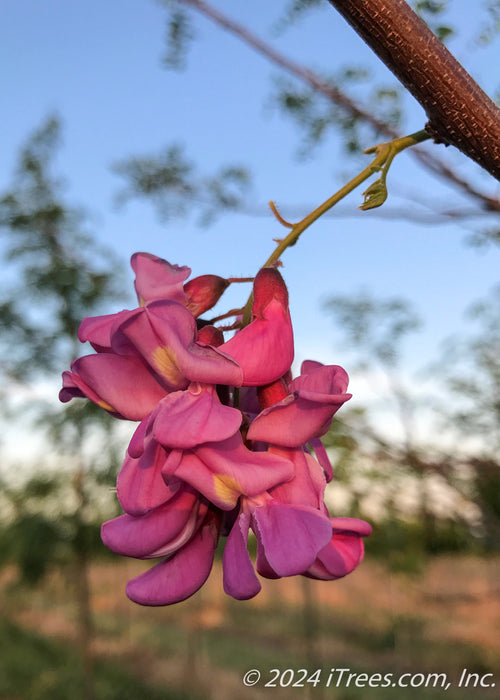 Closeup of purple flowers with a yellow center.