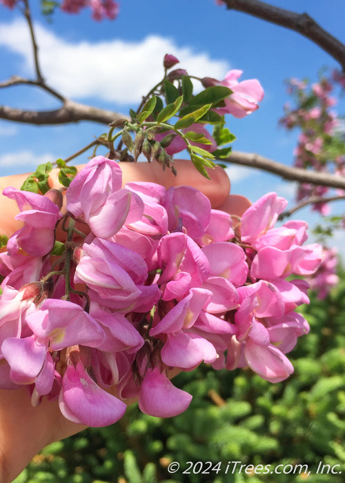 Closeup of newly opened flowers and small green emerging leaves, held in a hand to show their size.