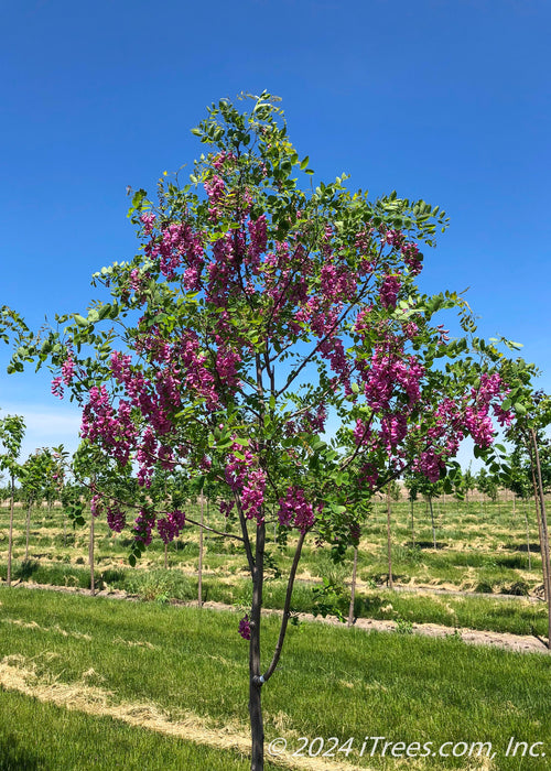 Purple Robe at the nursery in bloom with purple flowers and green leaves. 