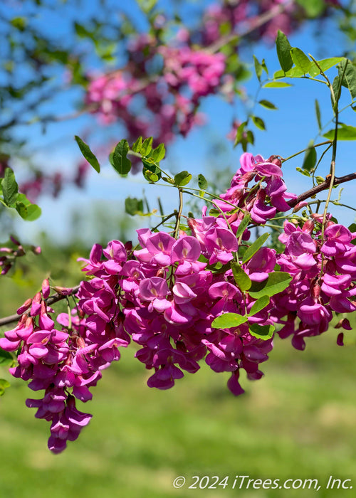 Closeup of purplish-pink flowers and green leaves.