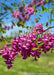 Closeup of purplish-pink flowers and green leaves.