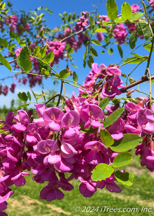 Closeup of purplish-pink flowers and green leaves.