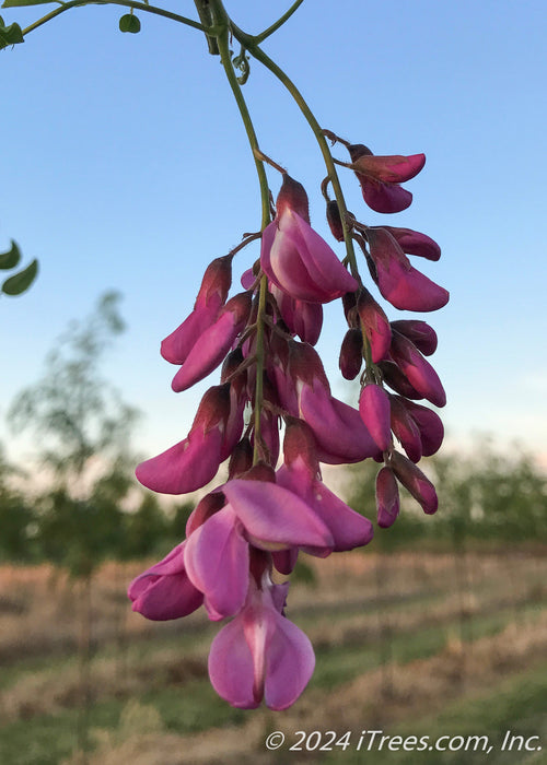 Closeup of newly emerged purple flower buds.